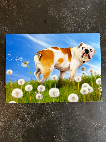 Bulldog with Dandelion