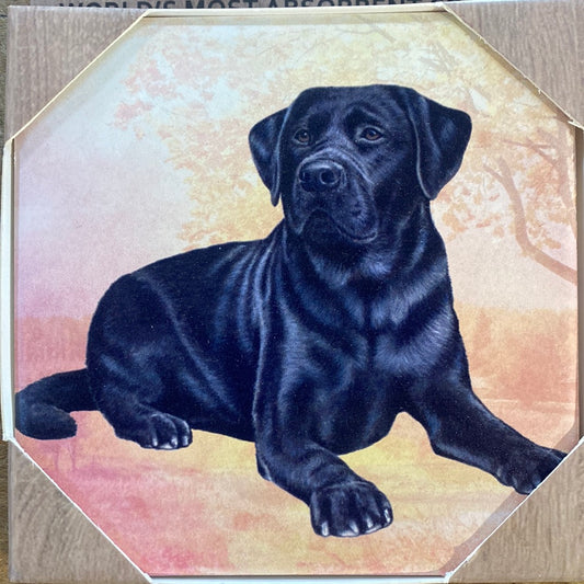 Black Lab Laying Coaster