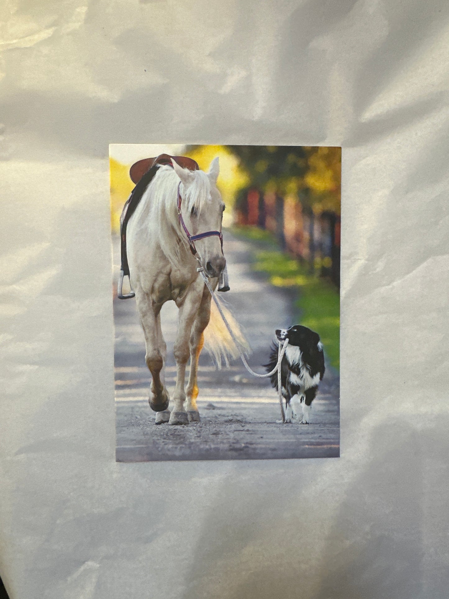 Dog Walking Horse Card