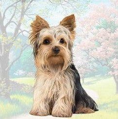 Yorkie Sitting Stone Coaster