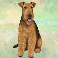 Airdale Terrier Sitting Stone Coaster