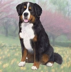 Bernese Mtn Dog Sitting Stone Coaster