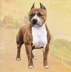 Pit Bull Standing Stone Coaster