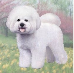 Bichon Frise Standing Stone Coaster