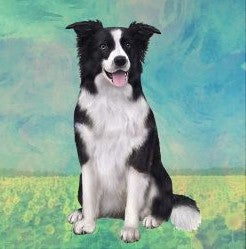 Border Collie Sitting Stone Coaster