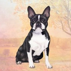 Boston Terrier Sitting Stone Coaster