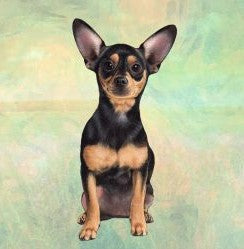 Chihuahua Black and Tan Sitting Stone Coaster