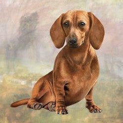 Dachshund Red Sitting Stone Coaster