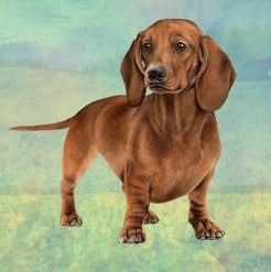 Dachshund Red Standing Stone Coaster