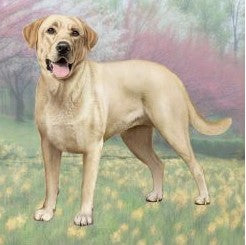 Yellow Lab Standing Stone Coaster