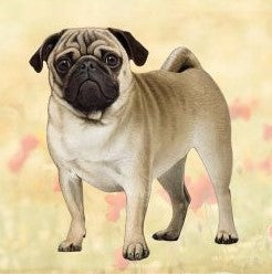 Pug Standing Stone Coaster