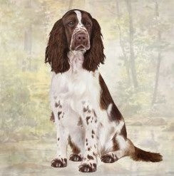 Springer Spaniel Sitting Stone Coaster