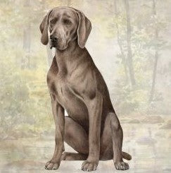 Weimaraner Sitting Stone Coaster